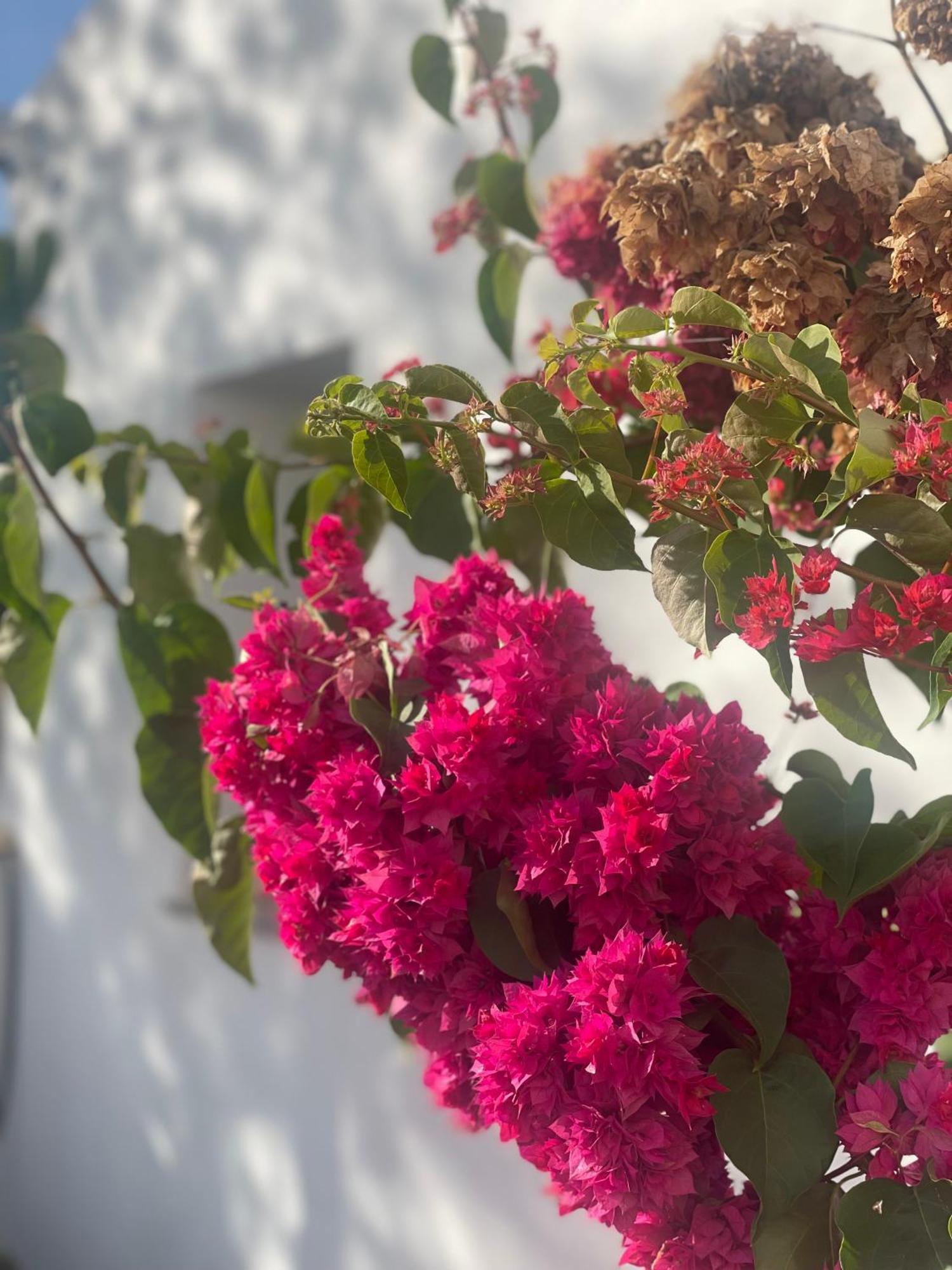 B&B Quinta A Fonte Tavira - Adults Only Exterior photo